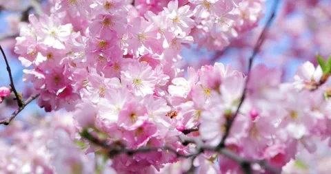 Cherry Blossom - Sakura Video stock 151972172