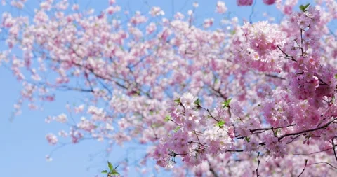 Cherry Blossom - Sakura Video stock 151972245