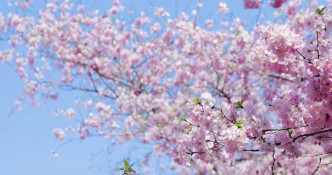 Cherry Blossom - Sakura Video stock 151972253