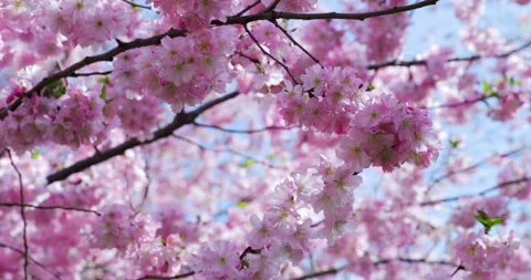 Cherry Blossom - Sakura Video stock 151972342
