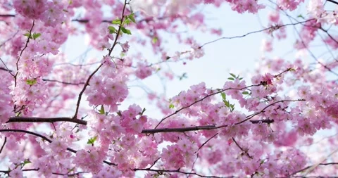 Cherry Blossom - Sakura Video stock 151972379