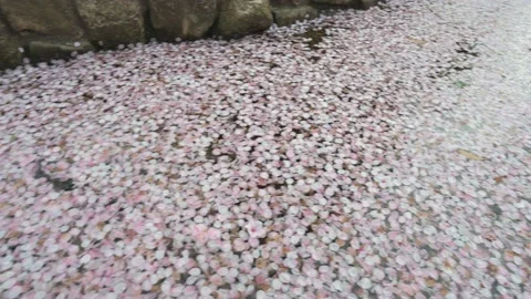 Cherry blossom (sakura) leaf blanket in a park pond 動画素材 175873980