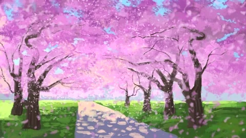 Cherry blossom, sakura petals falling Stock Footage 140854429