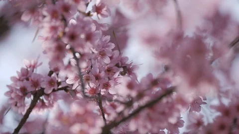 Cherry blossom Sakura springtime Stock Footage 102361441