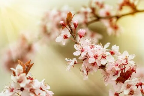 Cherry Blossom. Sakura in Springtime Stock Photos