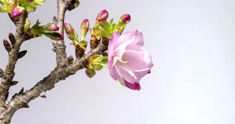 Cherry blossom. SAKURA. Time lapse. Stock Footage 97700899