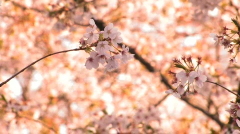 Cherry Blossom, Sakura, Tokyo Stock Footage