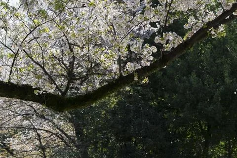 Cherry blossom Sakura tree Stock Photos