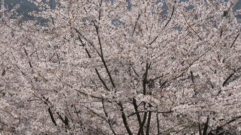 Cherry blossom sakura tree in spring Stock Footage 100880100