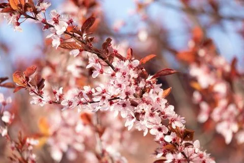 Cherry blossom, sakura tree in spring Stock Photos