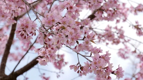 Cherry blossom (Sakura) tree in springtime Stock Footage 87184214