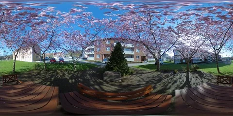Cherry Blossom Sakura Trees - 360 VR Stock Footage 89564918