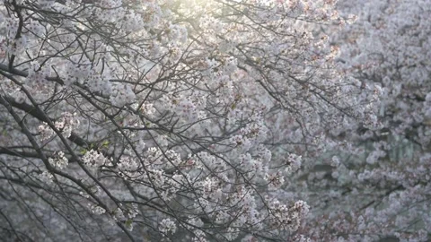 Cherry blossom (sakura) trees backlit by the setting sun 動画素材 175875595