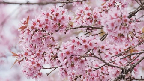 Cherry blossom Sakura in the wind Stock Footage 102357615