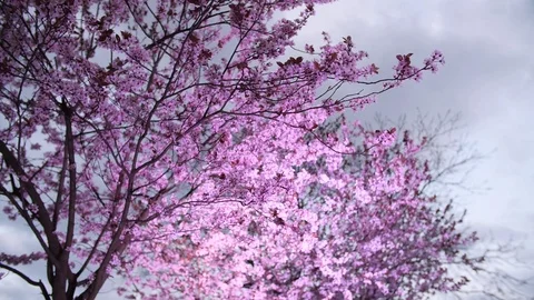 Cherry blossom Sakura in the wind. Stock Footage 106363829