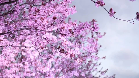 Cherry blossom Sakura in the wind. Stock Footage 106363841