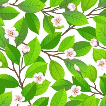 Cherry blossom seamless pattern. Stock Illustration