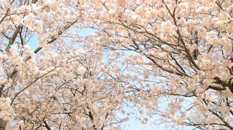 Cherry blossom sequence. Stock Footage 11426279