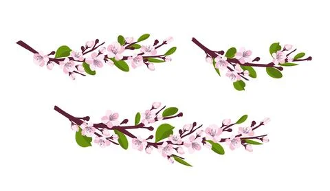 Cherry blossom. A set of branches with cherry blossoms isolated on a white Illustrazione stock