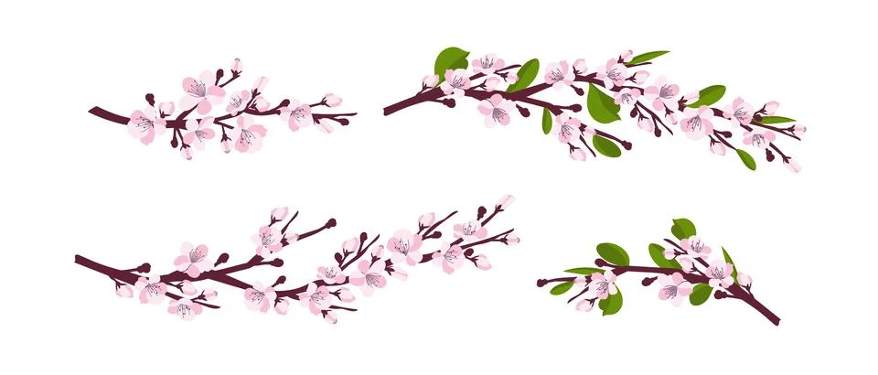 Cherry blossom. A set of branches with cherry blossoms isolated on a white 스톡 일러스트