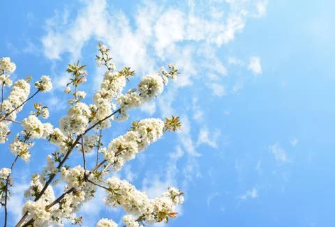 Cherry Blossom with a sky on background Foto stock