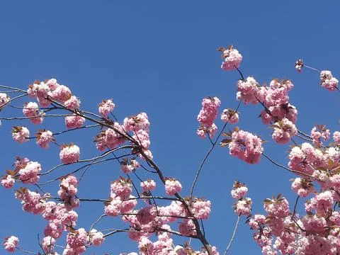Cherry Blossom with the sky as background Stock Photos