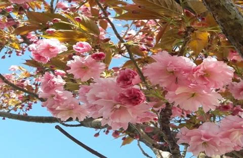 Cherry Blossom Sky Stock Photos