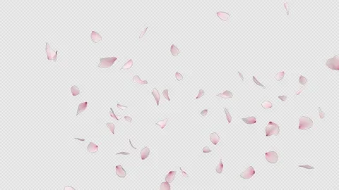 Cherry Blossom Slow Explosion Stock Footage 156379022