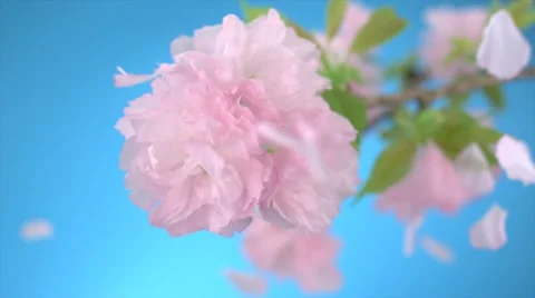 Cherry blossom, Slow Motion Stock Footage 10967151