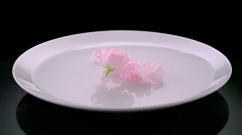 Cherry blossom, Slow Motion Stock Footage 11057907