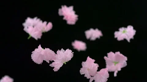Cherry blossom, Slow Motion Stock Footage 11057991