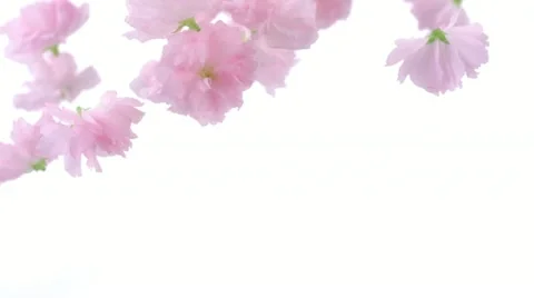 Cherry blossom, Slow Motion Stock Footage 11058105