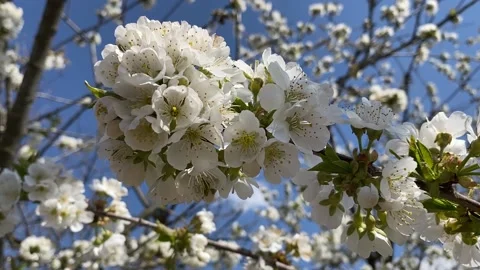 Cherry blossom slow motion Stock Footage 152045684