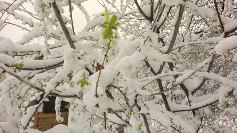 Cherry blossom in the snow. Stock Footage 74665678