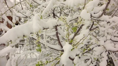 Cherry blossom in the snow. Stock-Footage 74665727