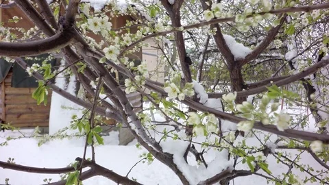 Cherry blossom in the snow. Video stock 74666883