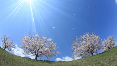 Cherry Blossom Snowfall and Sunbeams in the Somei Yoshino Grove Video stock 330179302