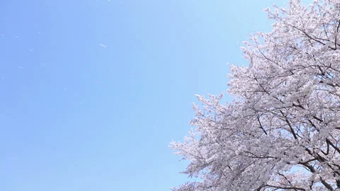 Cherry Blossom Snowflakes Dancing in the Blue Sky Stock-Footage 331978321