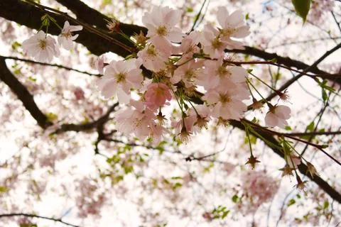 Cherry Blossom Soft Focus Texture blure Background Stock Photos