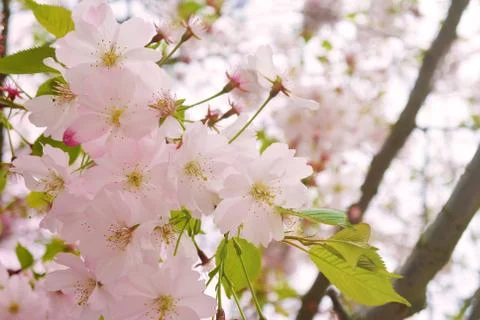 Cherry Blossom Soft Focus Texture blure Background Stock Photos