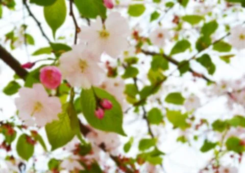 Cherry Blossom Soft Focus Texture blure Background Stock Photos