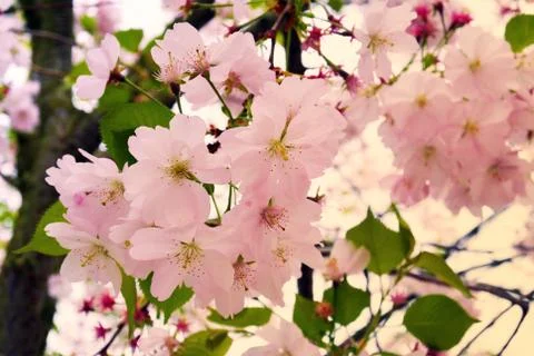 Cherry Blossom Soft Focus Texture blure Background Stock Photos