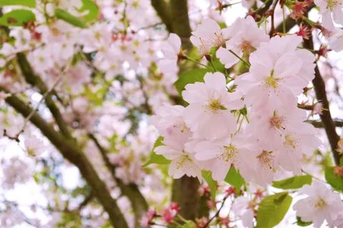 Cherry Blossom Soft Focus Texture blure Background Foto stock