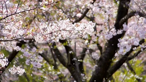 Cherry blossom in spring background Beautiful nature of branch of blooming .. Stock Footage 272451587