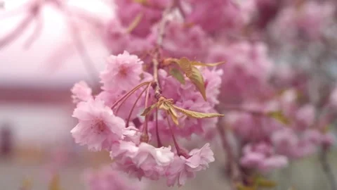 Cherry blossom in spring background Beautiful nature of branch of blooming .. Stock Footage 272452343