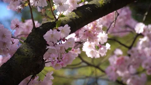 Cherry blossom in spring background Beautiful nature of branch of blooming .. Stock Footage 272452385
