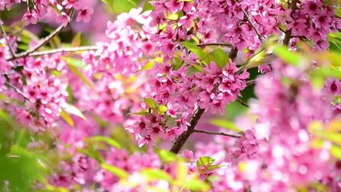 Cherry blossom in spring background Beautiful nature of branch of blooming .. Stock Footage 272452502