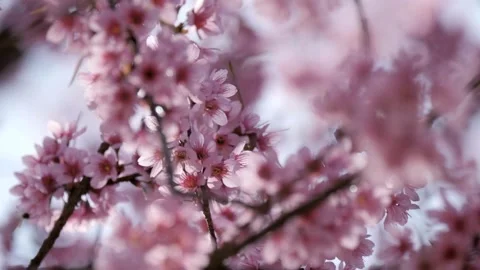 Cherry blossom in spring background Beautiful nature of branch of blooming .. Stock Footage 272452624