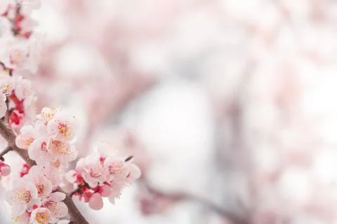 Cherry blossom in spring for background or copy space for text Stock Photos