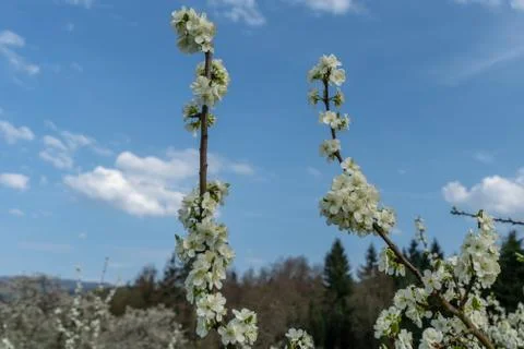 Cherry blossom in spring for background or copy space for text Stock Photos
